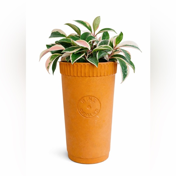 Other - Terracotta Wine Cooler Planter